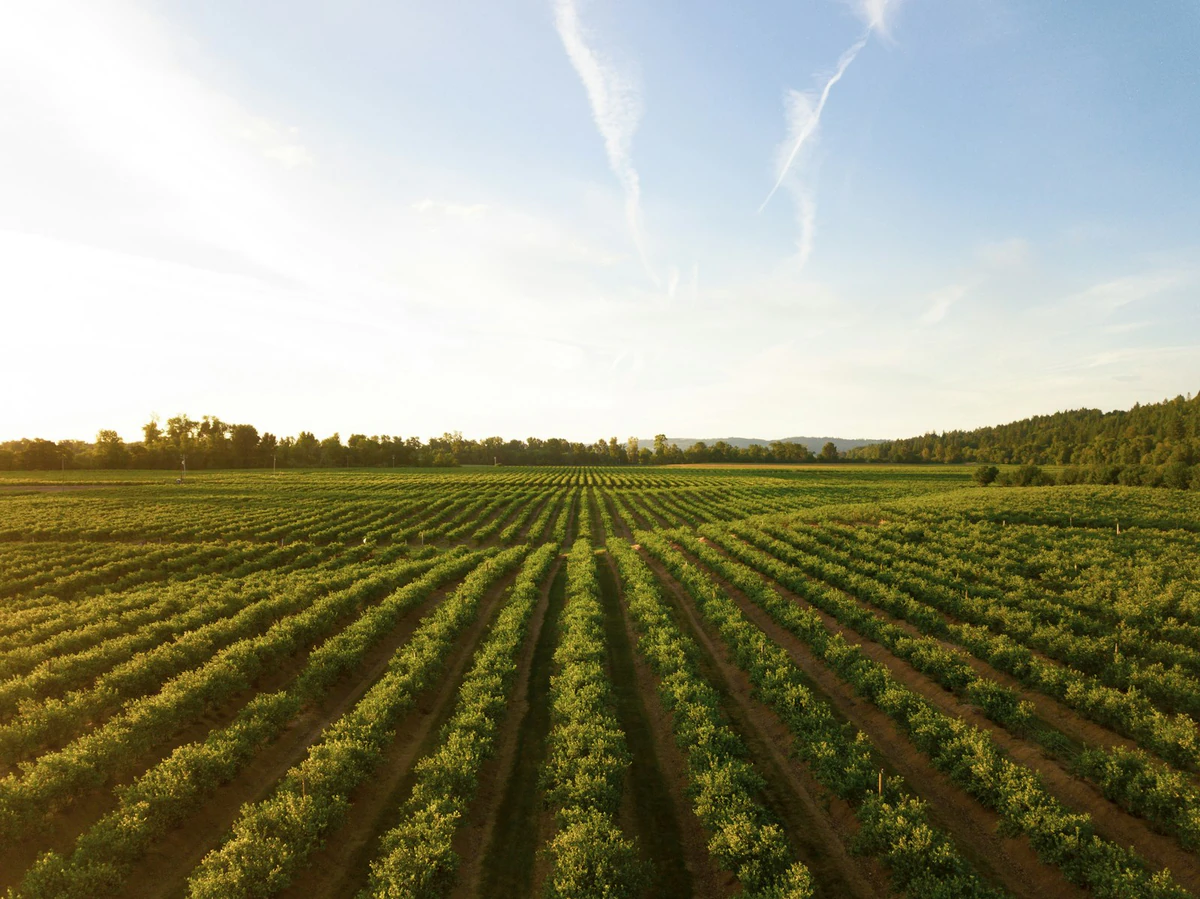 Agricultural field landscape at sunrise