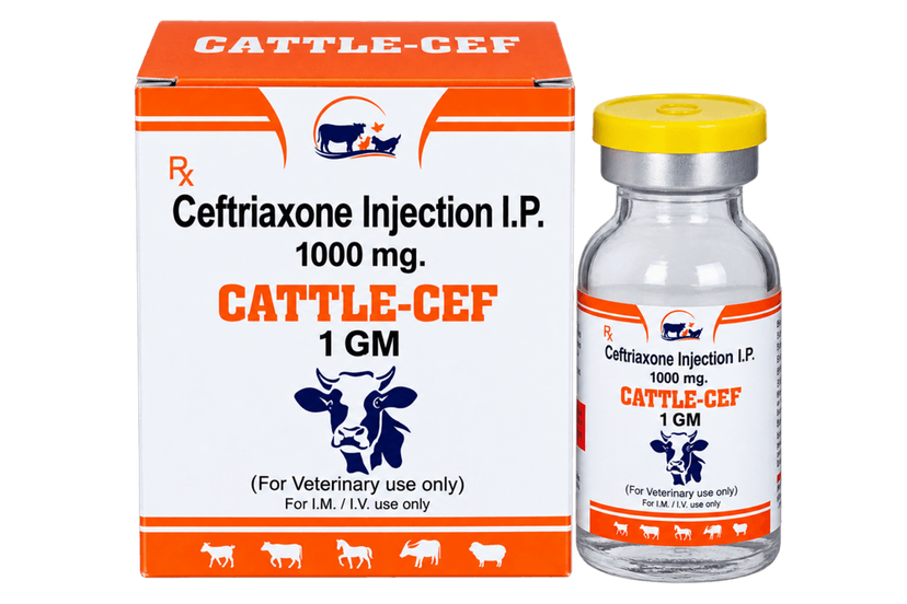 CATTLE-CEF 1G Injection