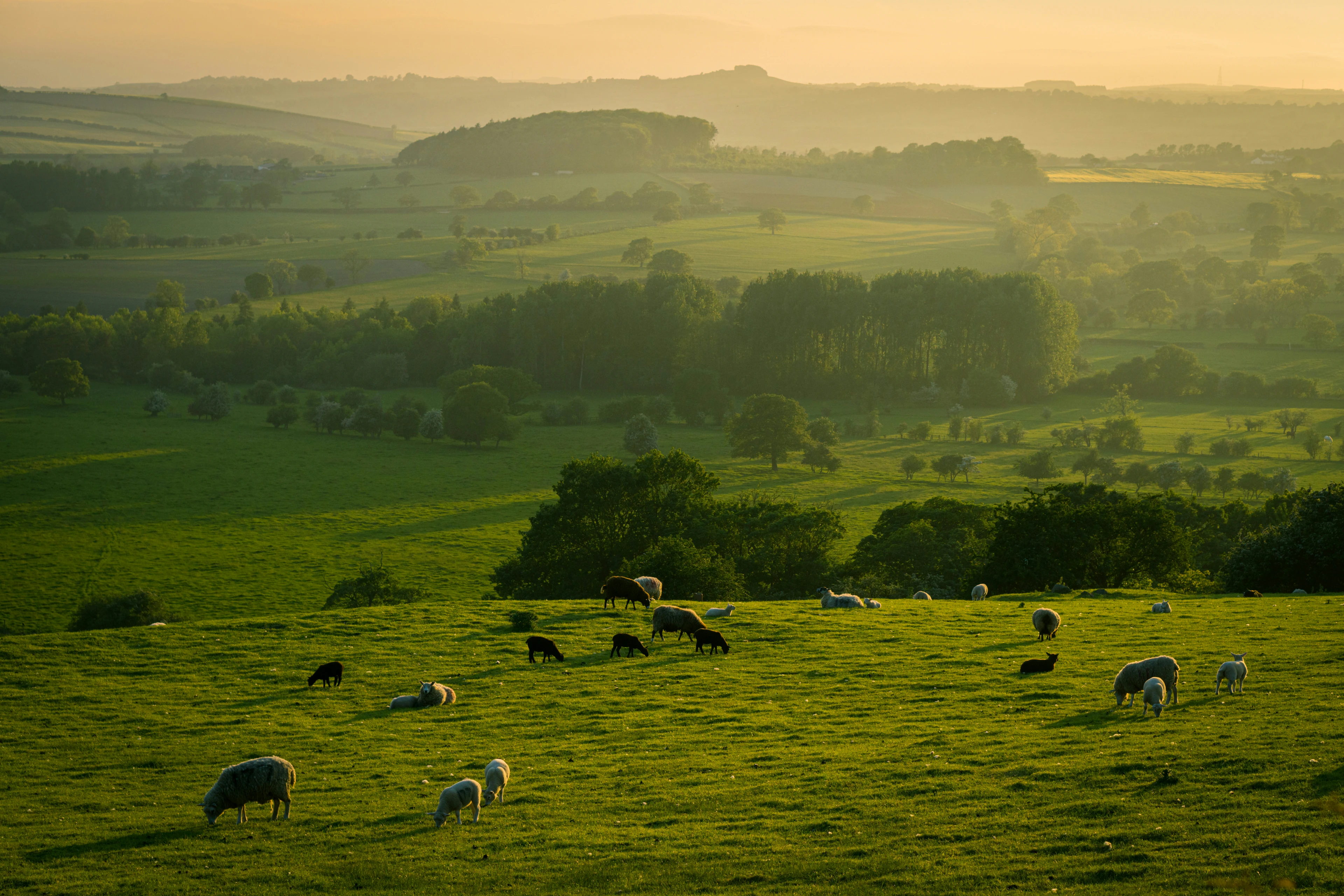 Herd of sheep grazing on a green hillside at golden hour