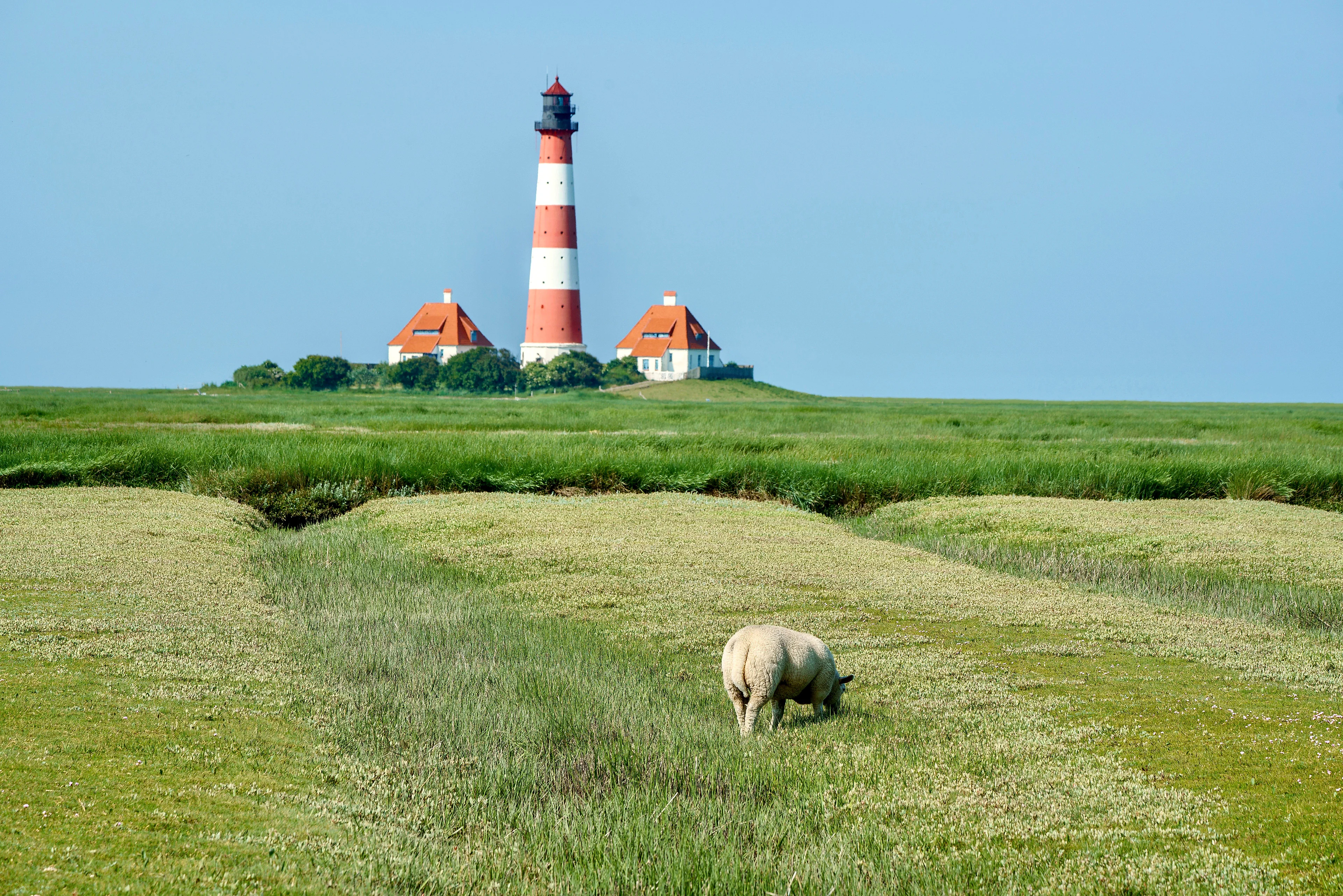 Historic red and white lighthouse and cottages across vast coastal pasture with grazing sheep